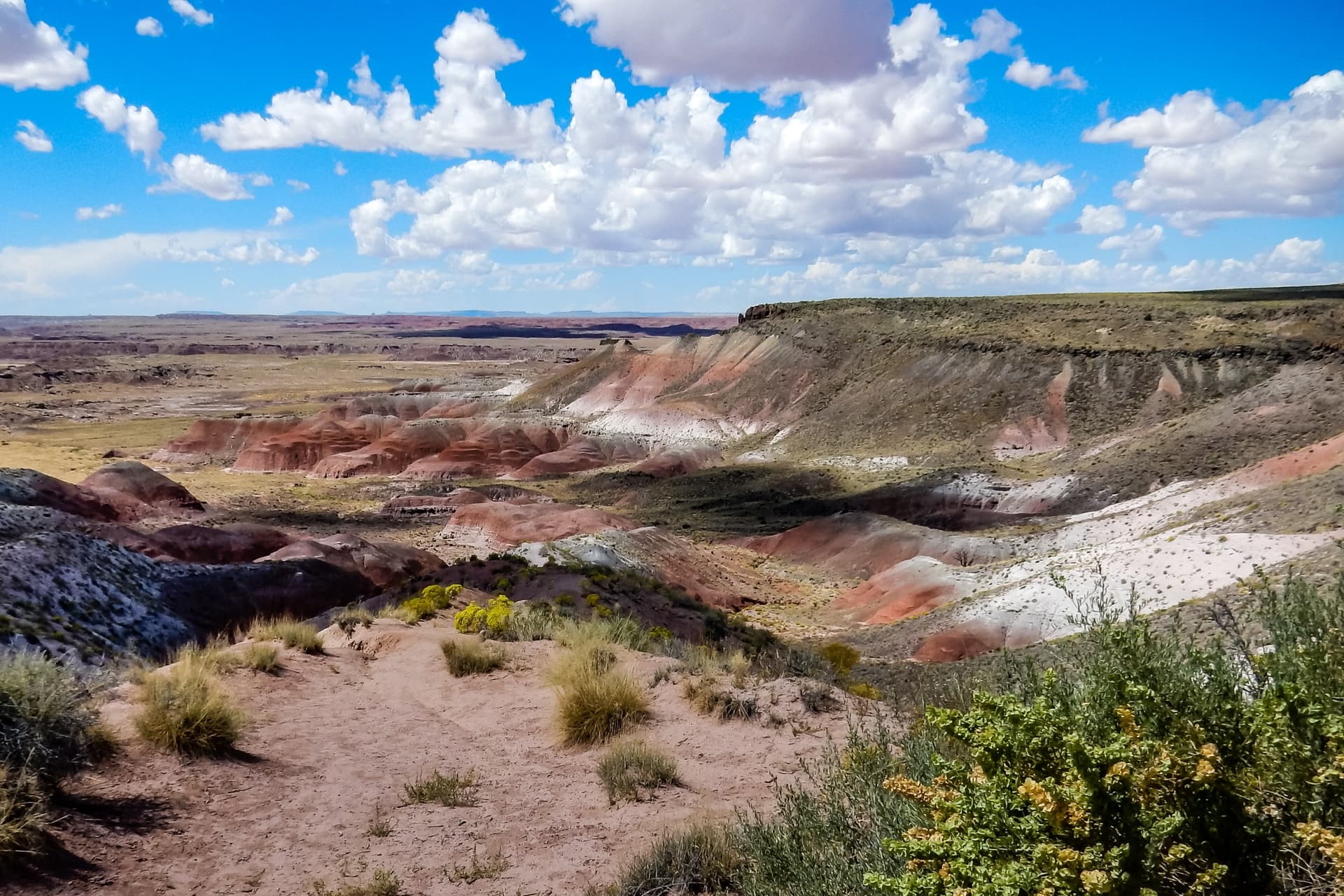 petrified forest titre