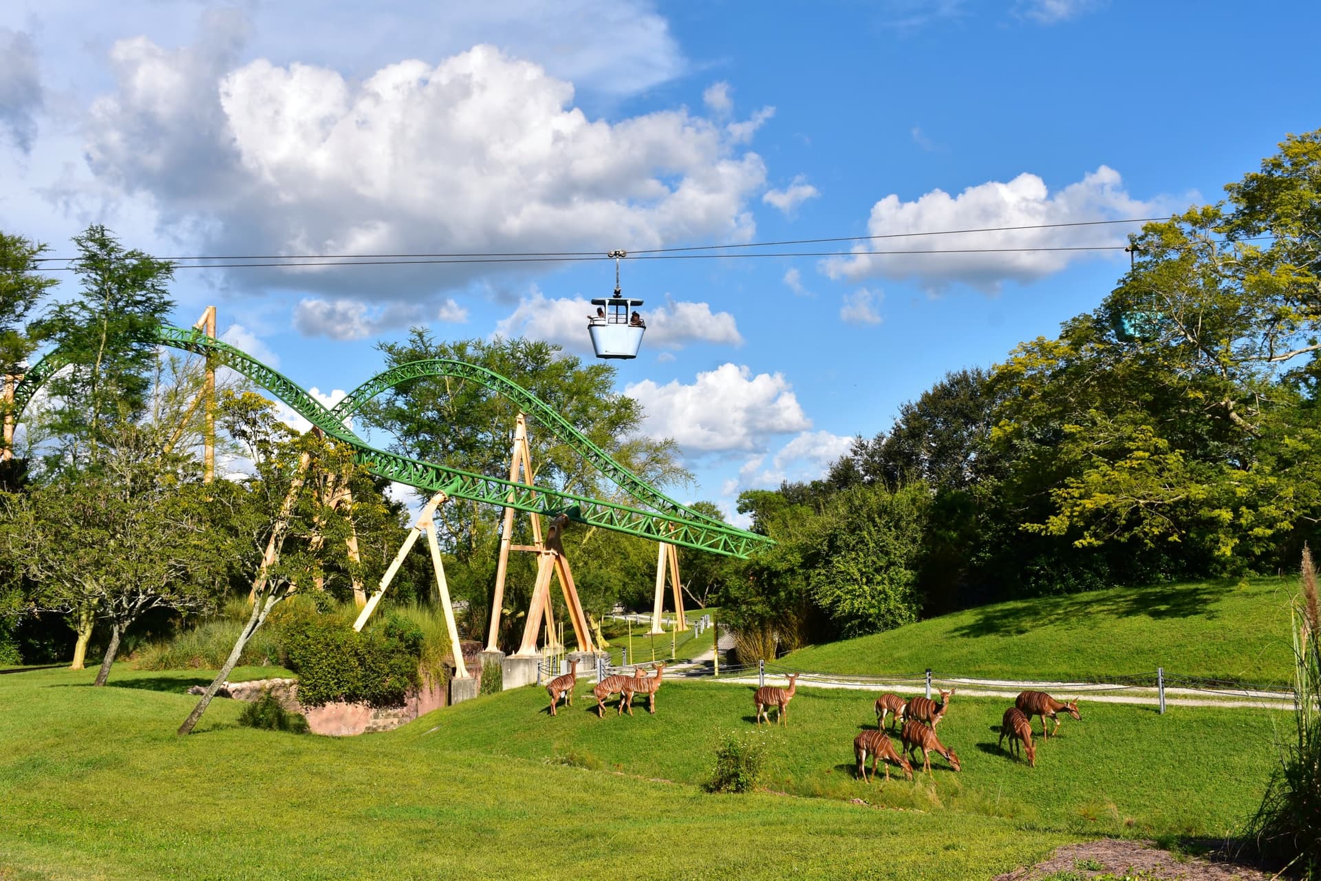 cheetah hunt montagne russe bush gardens floride shutterstock 1193566147